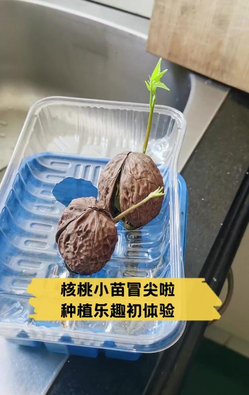 七、成活注意事项