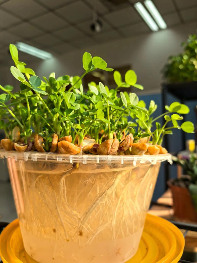 花生幼苗期施什么肥?磷钾为主,氮肥适量 花生幼苗期施什么肥?磷钾为主,氮肥适量