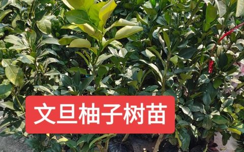 柚子苗多少钱一株？2026年价格快速参考