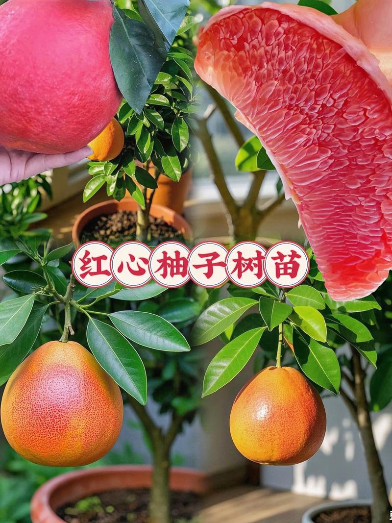 柚子苗多少钱一株?2026年价格快速参考 采购季节会直接改变到手成本
