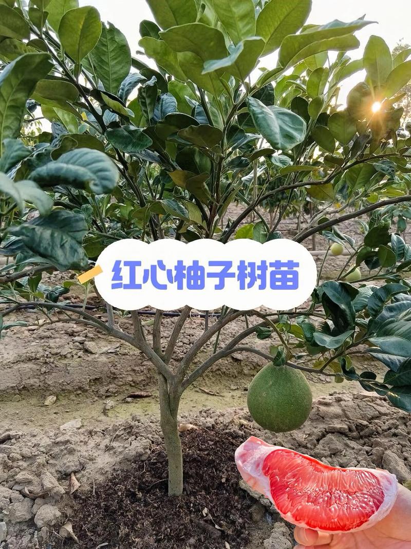 柚子苗多少钱一株?2026年价格快速参考 适种地区决定了柚子苗的采购价值