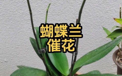 蝴蝶兰能用磷酸二氢钾吗？正确使用方法与最佳时机详解