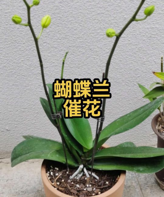 蝴蝶兰能用磷酸二氢钾吗？正确使用方法与最佳时机详解