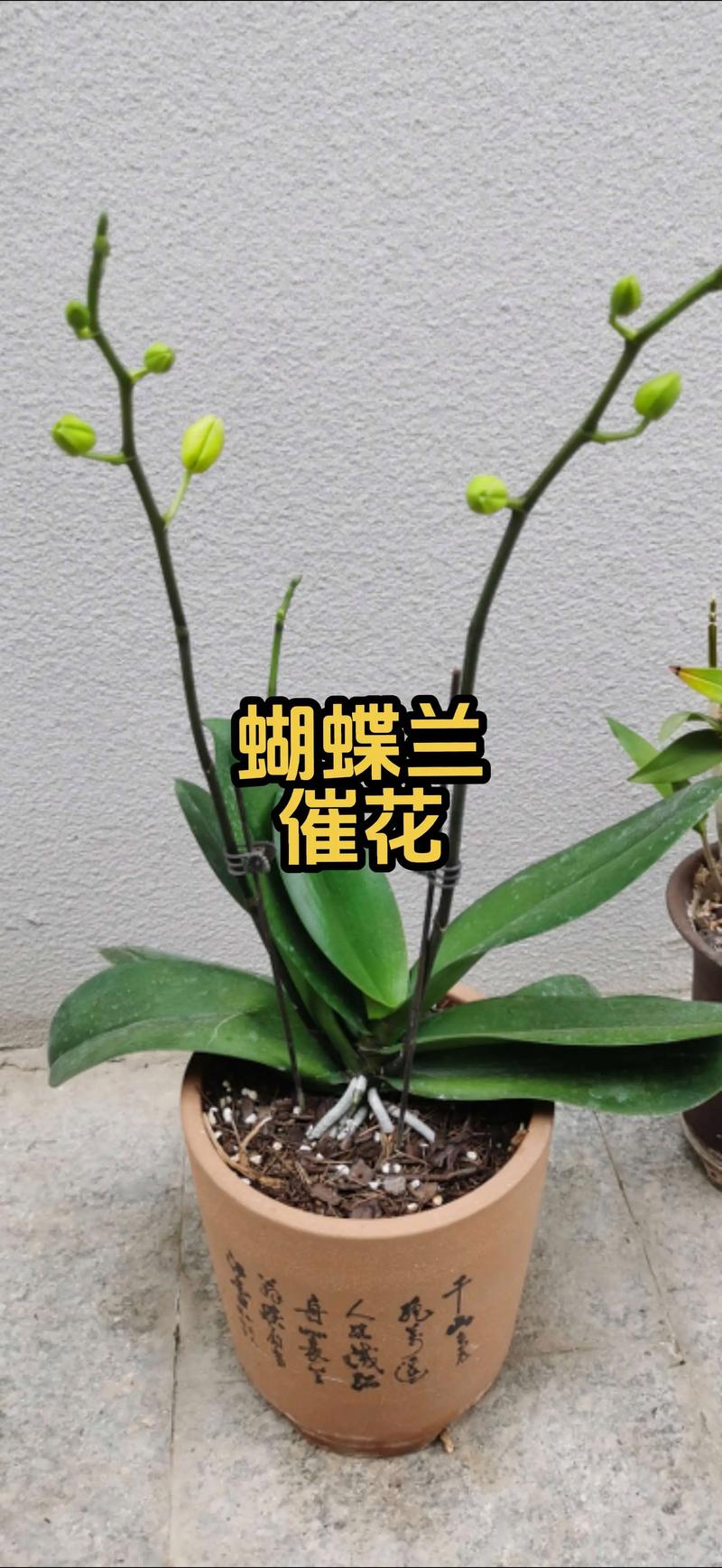 蝴蝶兰能用磷酸二氢钾吗?正确使用方法与最佳时机详解 蝴蝶兰能用磷酸二氢钾吗?正确使用方法与最佳时机详解