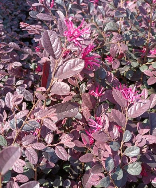 红花继木四季常青吗？精准数据解析与南北种植全指南