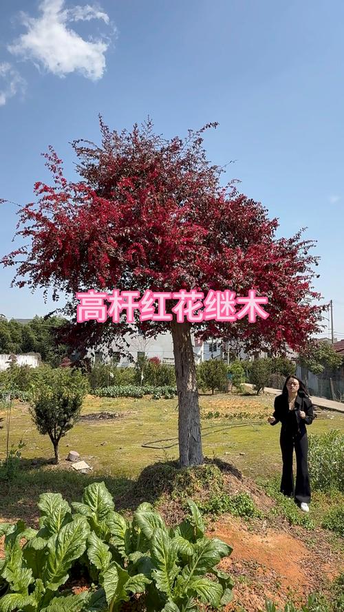 红花继木四季常青吗?精准数据解析与南北种植全指南 耐寒耐热指标与地域适应性