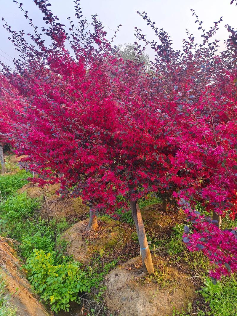 红花继木四季常青吗?精准数据解析与南北种植全指南 适种区域与慎种过渡区