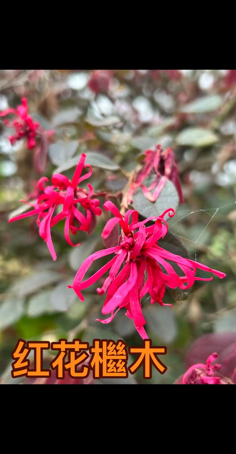 红花继木四季常青吗?精准数据解析与南北种植全指南 光照水分分级与土壤要求