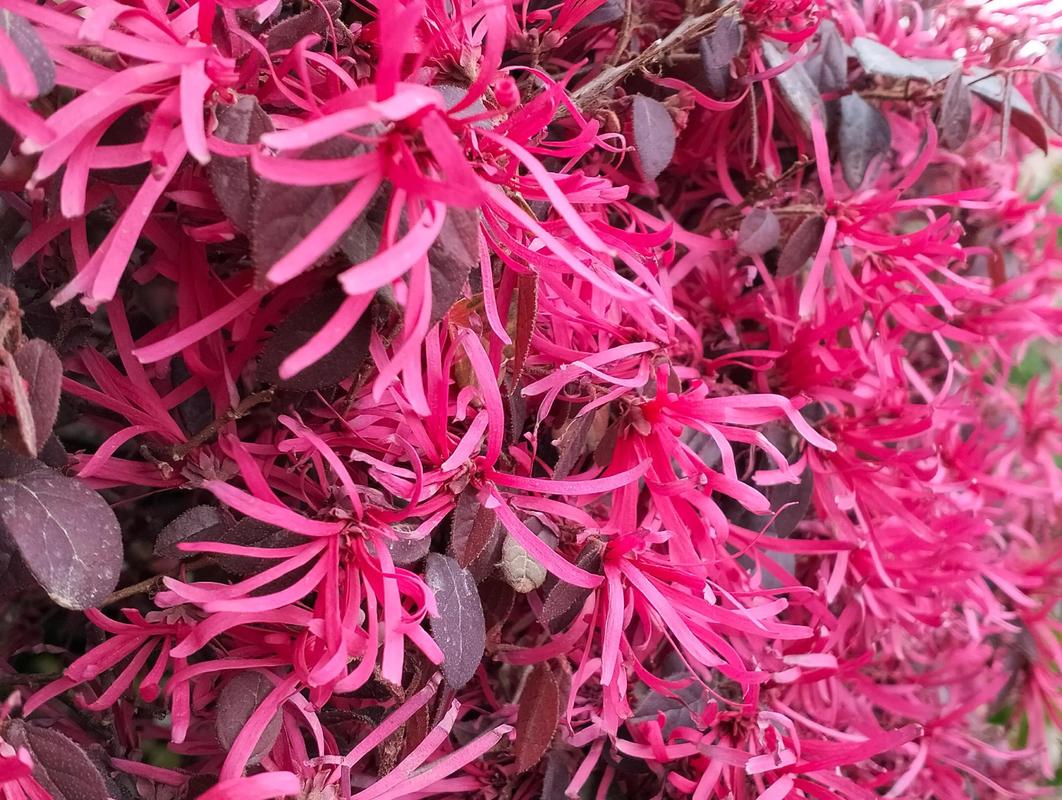 红花继木四季常青吗?精准数据解析与南北种植全指南 绿篱与色块工程应用参数(红花继木专属)