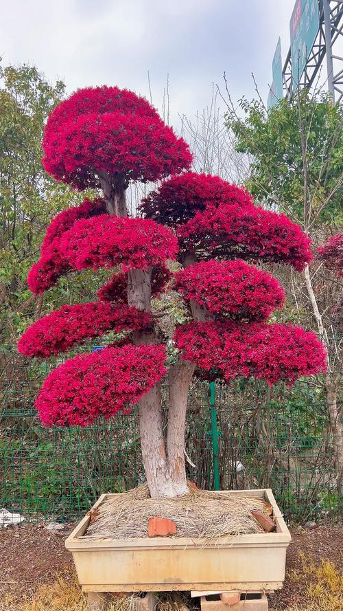 红花继木四季常青吗?精准数据解析与南北种植全指南 南北种植差异化建议