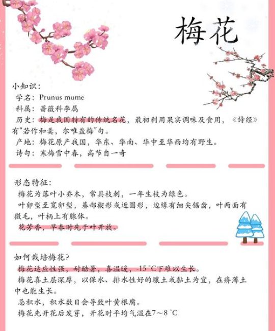 梅花不只赏花：从药用、食用到文化象征的全面用途解析