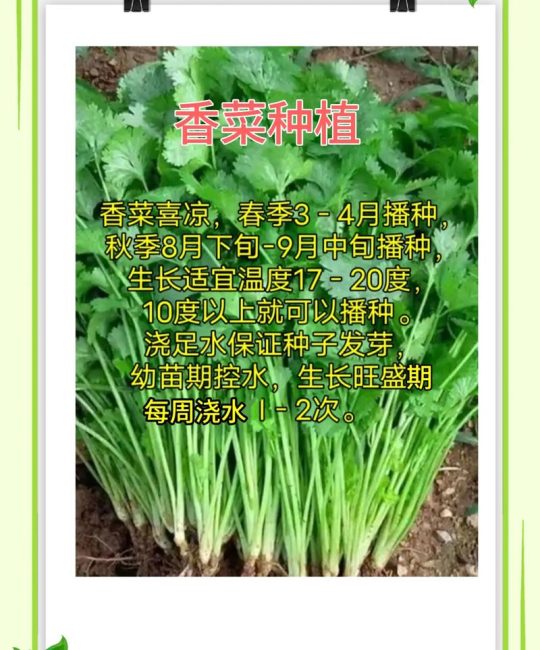 香菜移栽的正确方法：肉质根保护与成活率提升指南