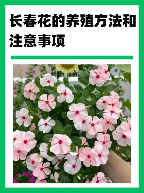长春花暴晒指南:全日照养护技巧与花期管理 长春花暴晒指南:全日照养护技巧与花期管理