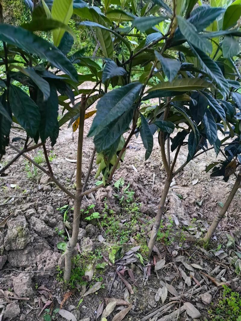 枇杷小苗哪里买?选购嫁接苗认准三大靠谱渠道与质量标准 四、运输装车与卸车验收的留痕规范