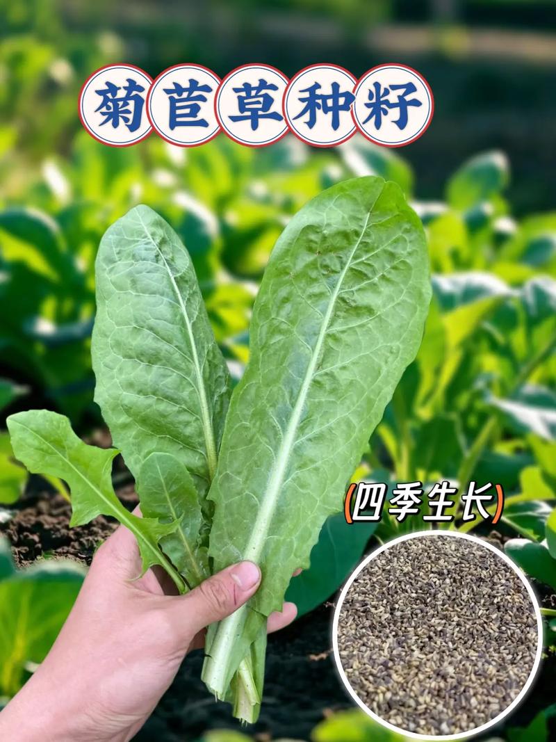 菊苣种子哪里批发?科学选购渠道与供应商评估指南 第二步:品种真实性核查与种子质量评估