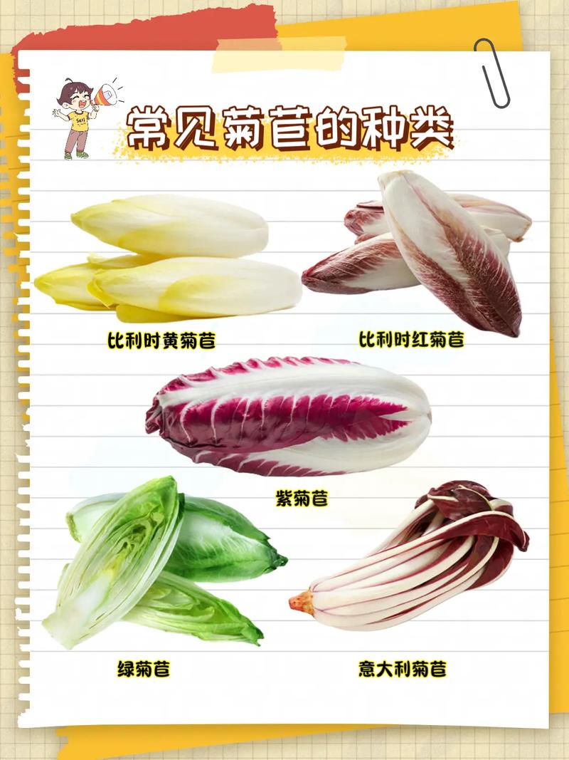 菊苣种子哪里批发?科学选购渠道与供应商评估指南 综合评估与试单建议