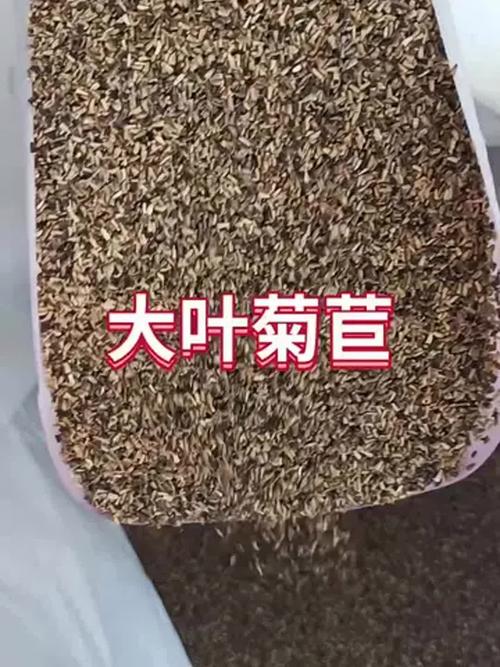 菊苣种子哪里批发?科学选购渠道与供应商评估指南 常见问题(FAQ)