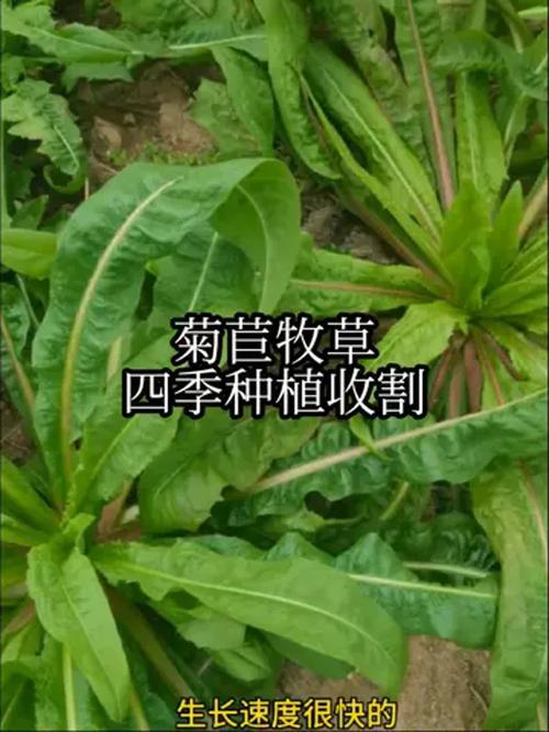 菊苣种子哪里批发?科学选购渠道与供应商评估指南 总结