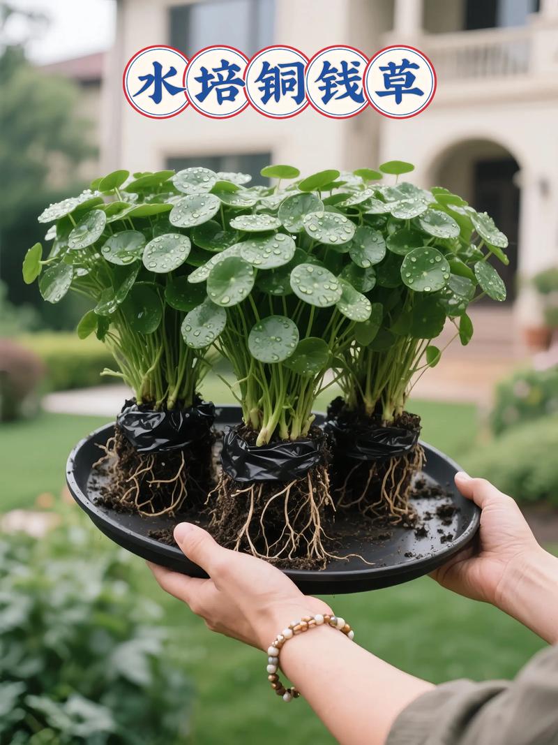 铜钱草怎么发芽水培?两步走:种子催芽与走茎分株(附参数) 三、走茎分株这样做