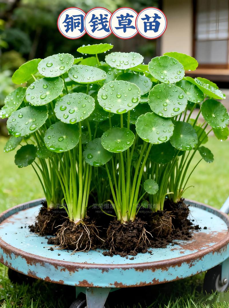 铜钱草怎么发芽水培?两步走:种子催芽与走茎分株(附参数) 四、水质与换水频率