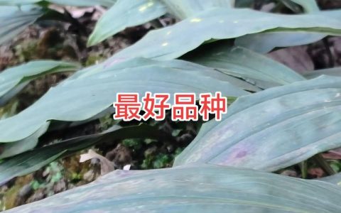 毛慈菇种植一亩要多少苗？完整种植指南与密度详解