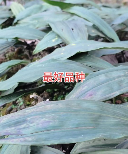毛慈菇种植一亩要多少苗？完整种植指南与密度详解