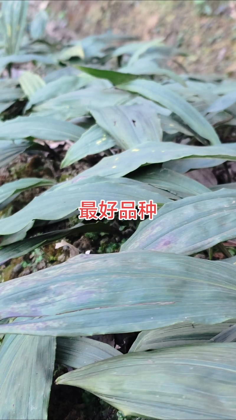 毛慈菇种植一亩要多少苗?完整种植指南与密度详解 毛慈菇种植一亩要多少苗?完整种植指南与密度详解