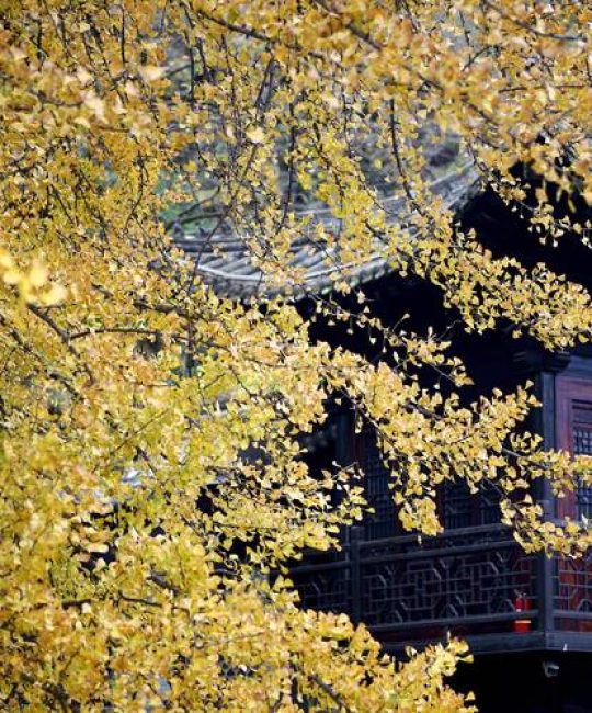 陕西银杏树最多的地方：汉中、西安古刹与留坝公路的黄金景观带