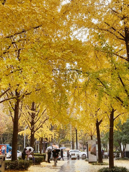 陕西银杏树最多的地方:汉中、西安古刹与留坝公路的黄金景观带 西安市区:银杏行道树规格与移栽技术详解