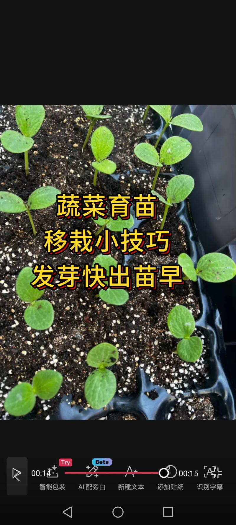 修剪：以摘心为主，去除病弱枝
