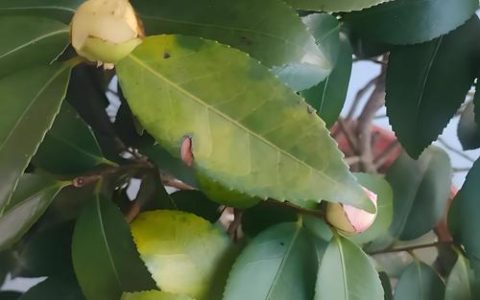 茶花叶子变黄怎么回事？从光照到水肥，找到原因并解决