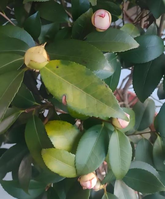 茶花叶子变黄怎么回事？从光照到水肥，找到原因并解决