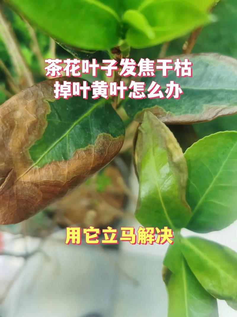 常见问题FAQ