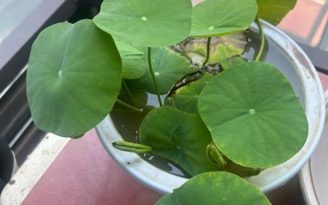 碗莲冬天会开花吗？答案、养护要点与不开花原因全解析