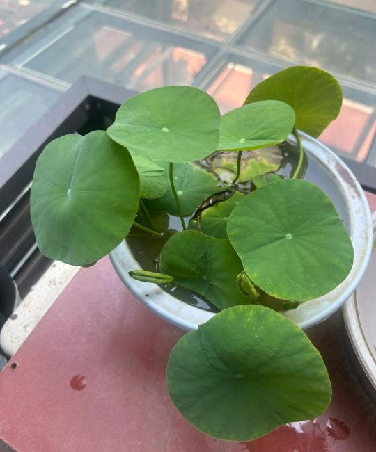 碗莲冬天会开花吗？答案、养护要点与不开花原因全解析
