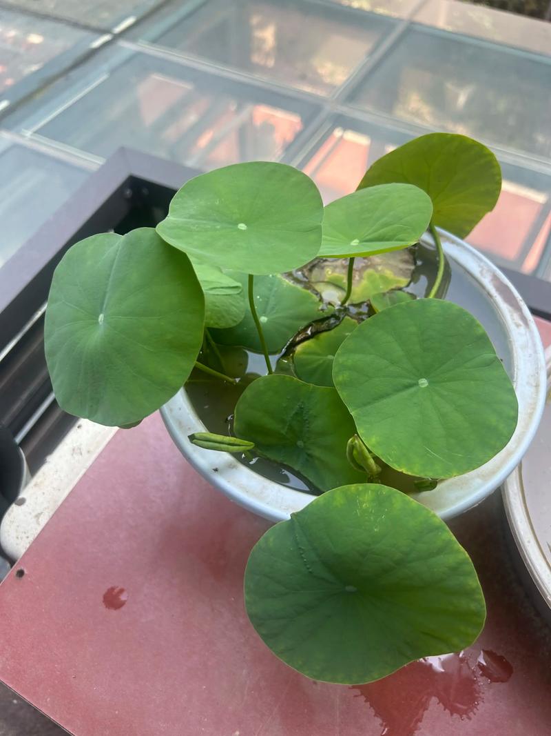 碗莲的花期与休眠期