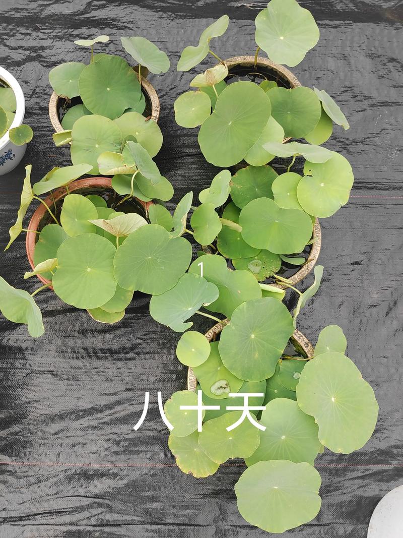 碗莲冬季开花的技术实现（仅适合温室或专业大棚）