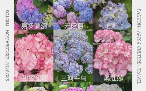 绣球品种大全介绍：无尽夏、魔幻红与圆锥绣球的全面对比与选择指南