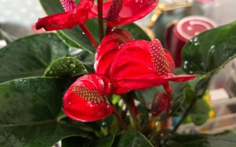 红掌花能养在室内吗？科学养护指南与盆栽建议