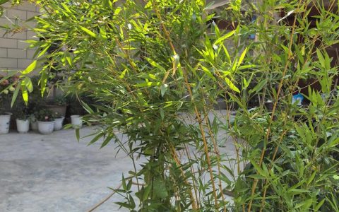 院子里种竹子好不好？科学种植指南与根系安全防护