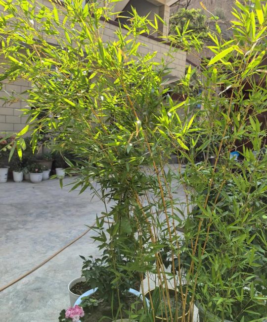 院子里种竹子好不好？科学种植指南与根系安全防护