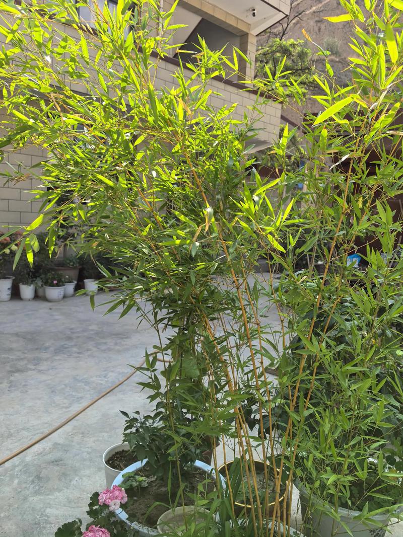 院子里种竹子好不好?科学种植指南与根系安全防护 院子里种竹子好不好?科学种植指南与根系安全防护