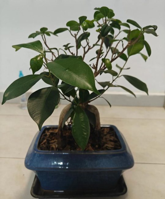 人参榕树盆景好养吗？养护要点与注意事项