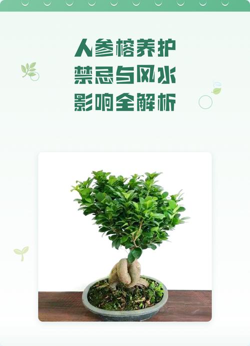 四、施肥：薄肥勤施，忌浓肥