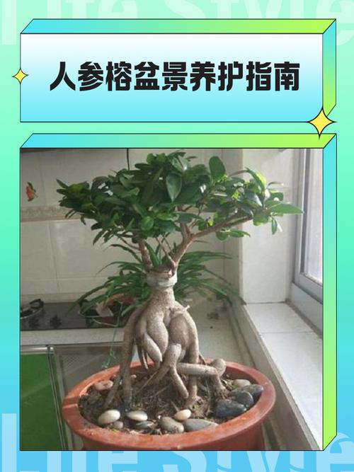 七、总结：人参榕树盆景好养吗？
