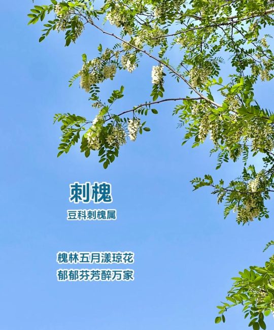 刺槐花有毒吗？刺槐花的功效与作用及食用禁忌