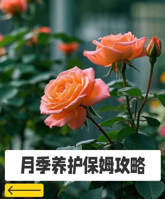 月季花夏天可以施肥吗？夏日养护全攻略指南