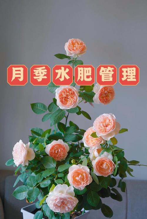 施肥：夏季施肥要“薄肥勤施，看长势而定”