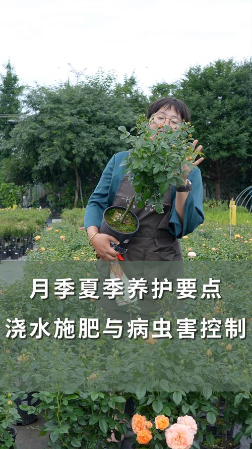 换盆/田间管理：夏季不建议换盆，“换土不如换环境”