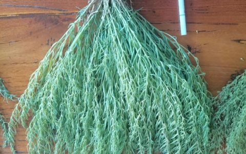 百蕊草种子催芽全攻略：从休眠打破到出苗的精确技术指南